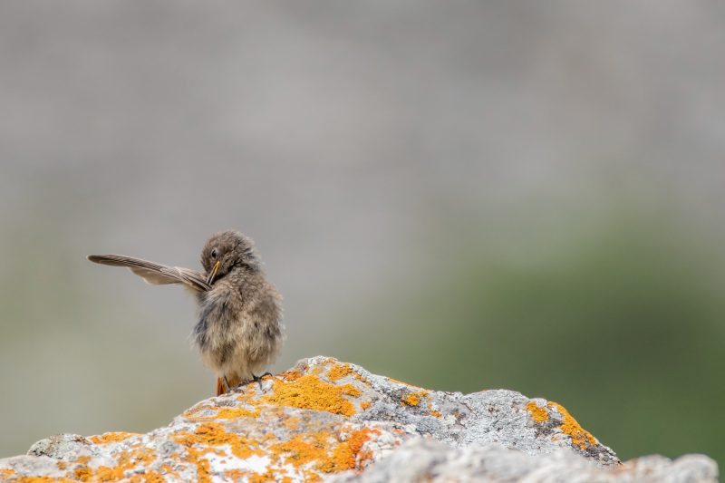 Rougequeue noir juvénile dans les Pyrénées
